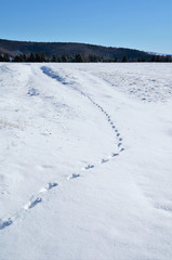 Fototapeta na wymiar traces of a deer on the snow