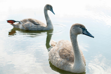white swans on an autumn lake on a sunny day