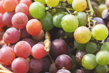 Naklejka na ściany i meble Green and purple grapes close-up