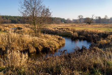 Rzeka Narew w okolicy Suraża, Narwiański Park Narodowy, Dolina Narwi, Suraż, Podlasie, Polska © podlaski49