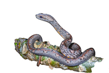 Obraz premium Common Mock Viper or Psammodynastes pulverulentus , beautiful gray snake isolated stripes coiling resting wrap on tree branch with white background Thailand and clipping path.