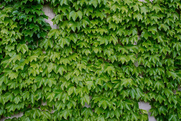 Obraz premium background with green leaves