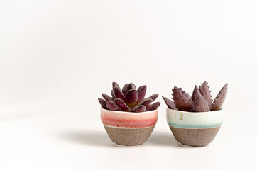 suculentas en maceta aisladas