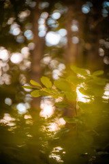 leaves glowing in the sun