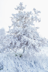 Tree covered of snow and frost in winter. Oak tree in winter with white background (France)