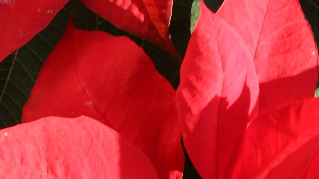 Christmas Eve is a flower native to Mexico. It is one of the most important products in the field of ornamental plants in the country.