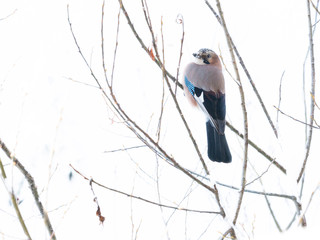 A beautifully coloured European Jay (garrulus glandarius) sits on branches of a leafless tree with a snow white background.Contrast for effect.Birds.Image