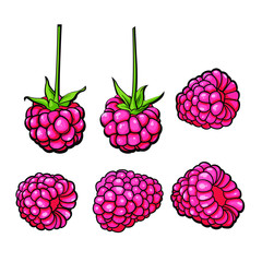 Ripe raspberry sketch set, hand drawn vector illustration