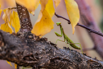 Mantis in Autumn Leaves