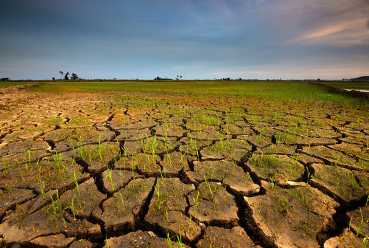Cracked soil because of dry weather in Kota Marudu, Sabah, East Malaysia