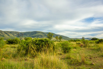 Fototapeta na wymiar Pilanesberg National Park, South Africa.