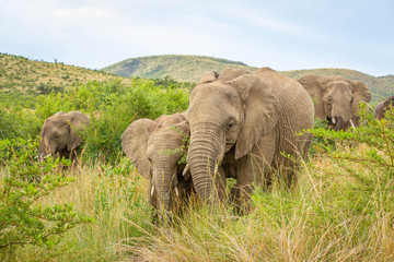 Naklejka na ściany i meble Elephants ( Loxodonta Africana) walking through the grass at Pilanesberg National Park, South Africa.