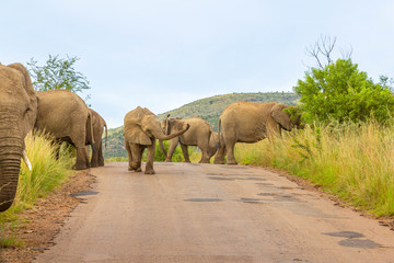 Elephants ( Loxodonta Africana) walking on the road at Pilanesberg National Park, South Africa.