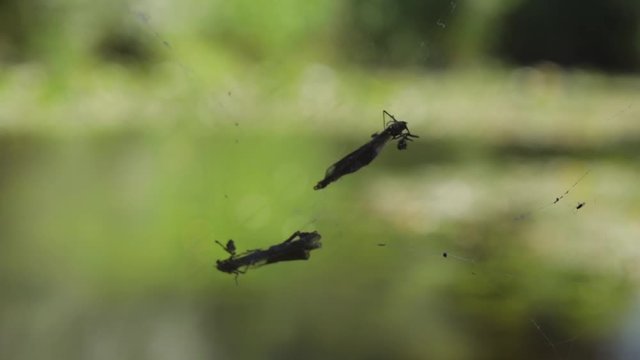 Gefangene Libellen im Spinnennetz