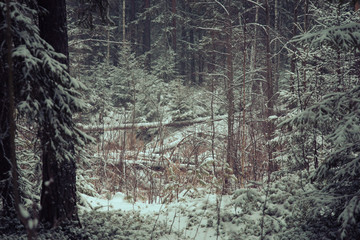 a windbreak on a forest river on a winter day