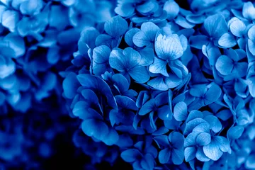Schilderijen op glas Beautiful Blue Hydrangea Flowers in the Garden on Sunny Summer Day © manuta