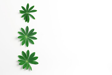 border lined with fresh green lupine leaves. copy space, flat lay minimal concept. horizontal frame