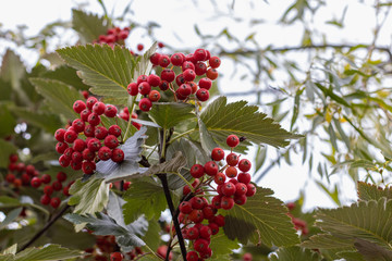 Rowan red-orange berries on white sky background