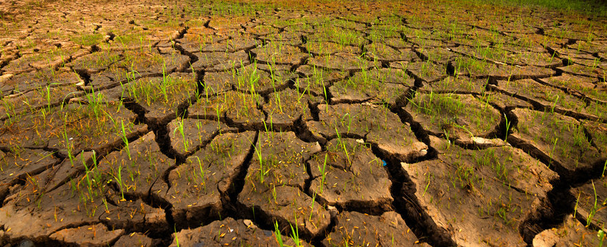 Cracked soil because of dry weather in Kota Marudu, Sabah, East Malaysia