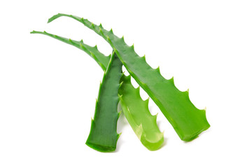 Fresh aloe vera leaves isolated on white background in close-up