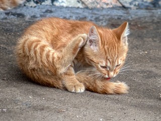 Fototapeta na wymiar A red kitten licks its tail.