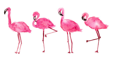 watercolor illustration pink flamingos. hand painted isolated elements. - 307691430