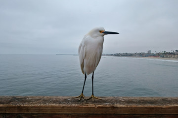 A goofy white bird standing on the wood railing of a pier.