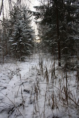 Forest in winter