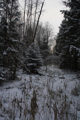 Forest in winter