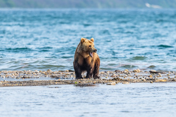 Obraz premium Ruling the landscape, brown bears of Kamchatka (Ursus arctos beringianus)