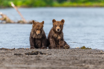 Ruling the landscape, brown bears of Kamchatka (Ursus arctos beringianus)