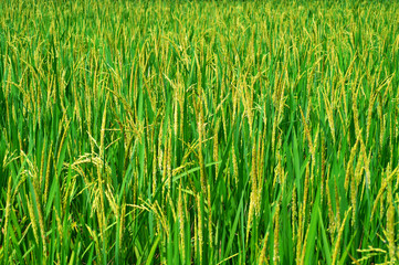 golden paddy rice grains are shining on the green paddy plant under the golden sunlight at the village in India, Rice fields for cultivating farmers