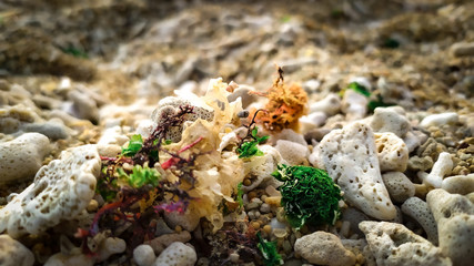 shells on the beach