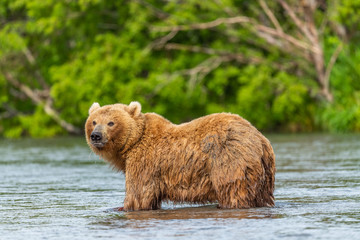 Obraz premium Ruling the landscape, brown bears of Kamchatka (Ursus arctos beringianus)