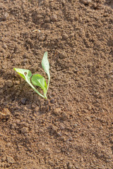 Cabbage sprouts grow on the bed in early summer