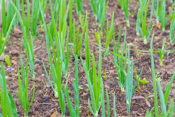 Green onions ripened in the garden beds in early summer