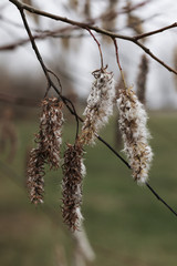 white brown catkins on branch