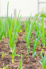 Green onions ripened in the garden beds in early summer