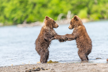 Ruling the landscape, brown bears of Kamchatka (Ursus arctos beringianus) © vaclav
