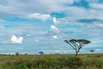 Naklejka na ściany i meble African panorama in Serengeti national park