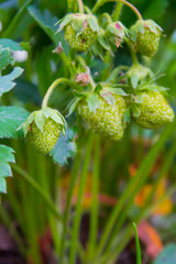 Green strawberries begin to ripen in early summer in the garden beds