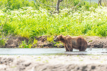 Ruling the landscape, brown bears of Kamchatka (Ursus arctos beringianus)