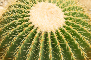 Closeup image of Echinocactus Grusonii, Echinocactus, Golden barrel cactus.