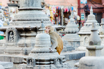 Monkey in Swayambhunath temple or Monkey temple in Kathmandu Valley (Nepal) - 307693009