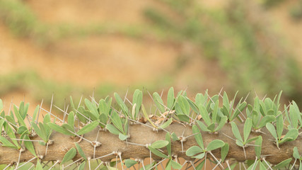Close up image of Didierea trollii with copy space for text or more.