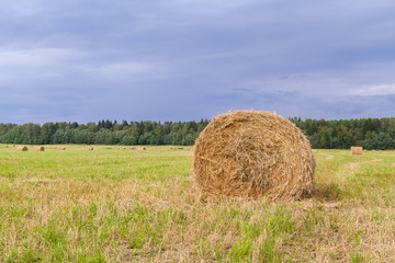 Haystacks are removed from the fields in the summer near the forest