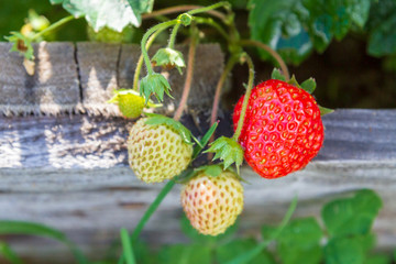 Red ripe strawberries grow in the garden in the summer