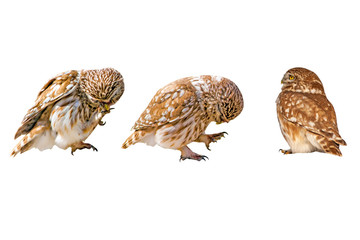 Little owls. Isolated bird. White background. 