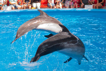 Fototapeta premium performance of trained dolphins at a show in the dolphinarium, aquarium. cute dolphins dive and show tricks in the blue pool. in the background are spectators, adults and children