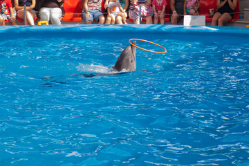 performance of trained dolphins at a show in the dolphinarium, aquarium. cute dolphins dive and show tricks in the blue pool. in the background are spectators, adults and children